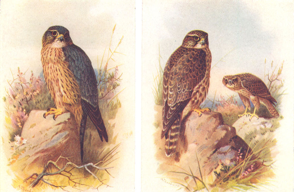 BRITISH BIRDS. Male, Merlin; Female and immature male. THORBURN 1925 old print